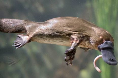 Platypus swimming with eyes closed