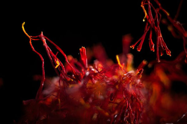 Red saffron spice with dark background