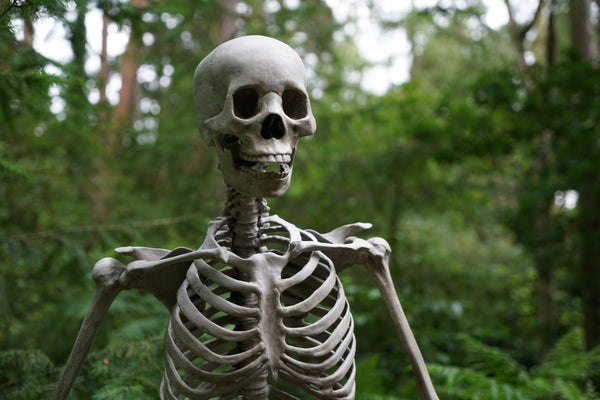 Skeleton Bones In Nature - Naturally Wicked