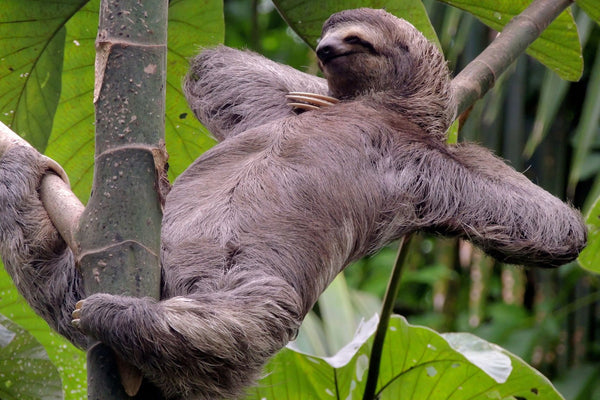 Sloth Relaxing In Nature