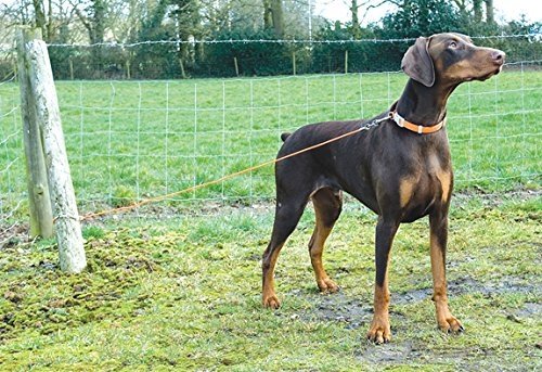 dog tie out cable leash