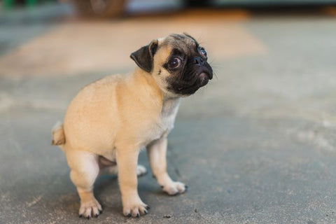 pug puppy pooping