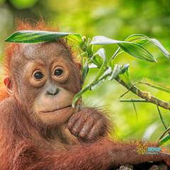 How does palm oil destroy orangutans