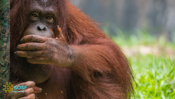 How does palm oil destroy forests and orangutans