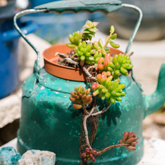 old dish planter