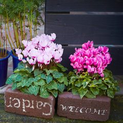 cinderblocks planter