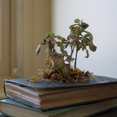 book planter