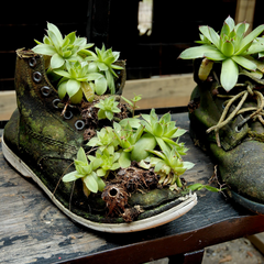 shoes planter