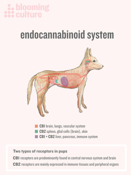 How CBD benefits your pet | Blooming Culture