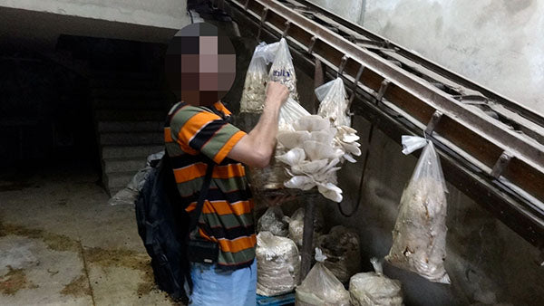 Oyster mushrooms growing from bags in Syria