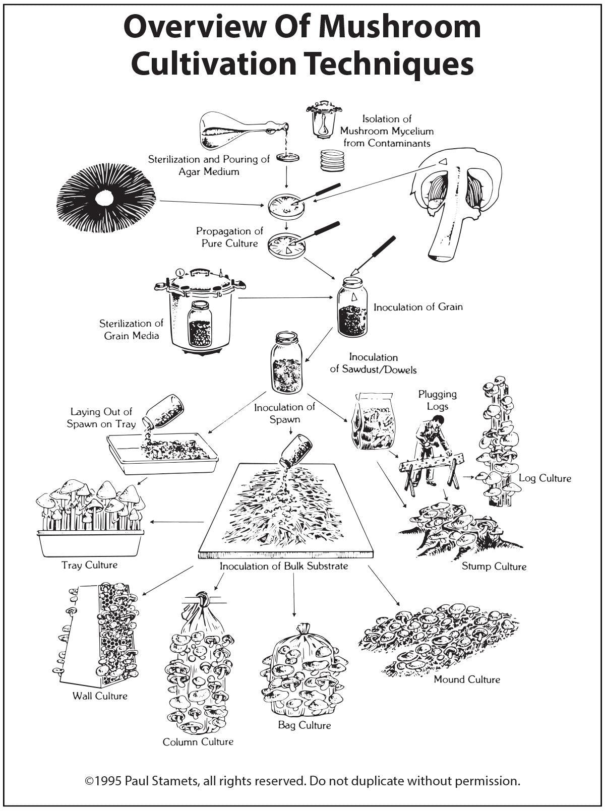 A Pictorial Overview of Mushroom Tissue Culture and Cultivation
