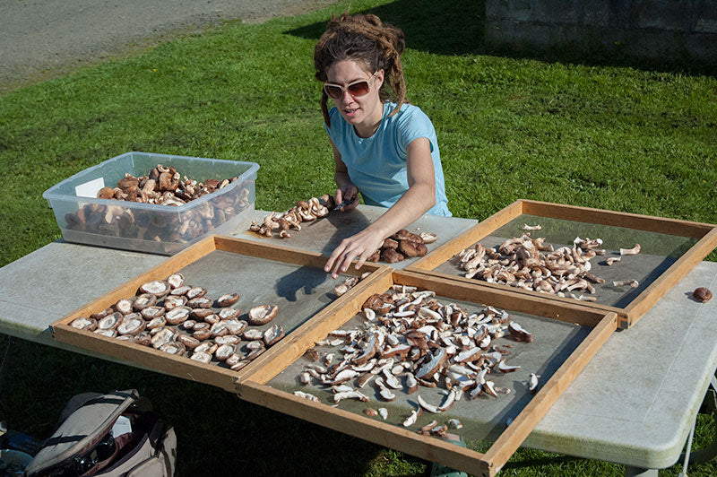 Sun Drying Shiitakes