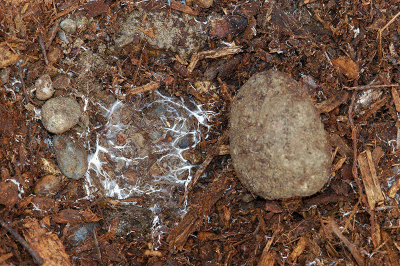 Mycelium Under Rock