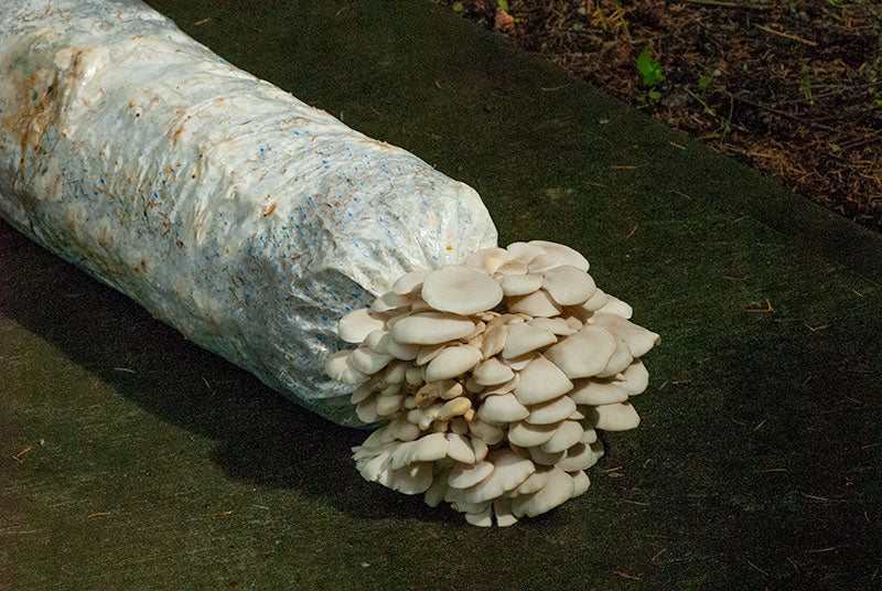 Oyster mushroom fruiting from the end of a MycoBoom™