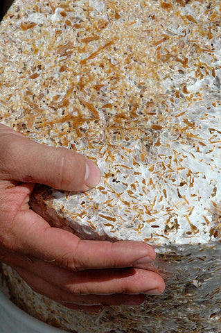 A MycoFilter of Stropharia mycelium, sawdust and wood chips