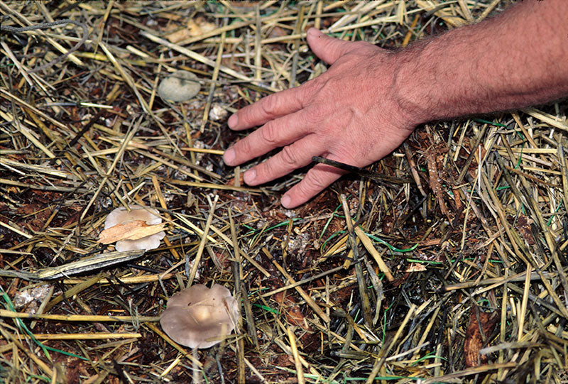 Oyster Mushrooms Fruiting From Straw