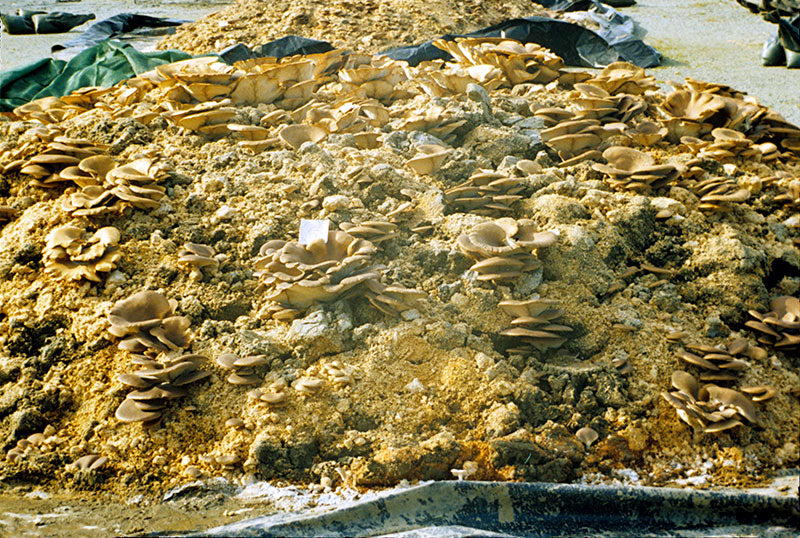 Oyster mushrooms producing on oil contaminated soil