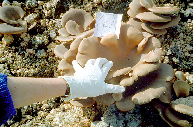 Oyster mushrooms growing on oil-contaminated substrate