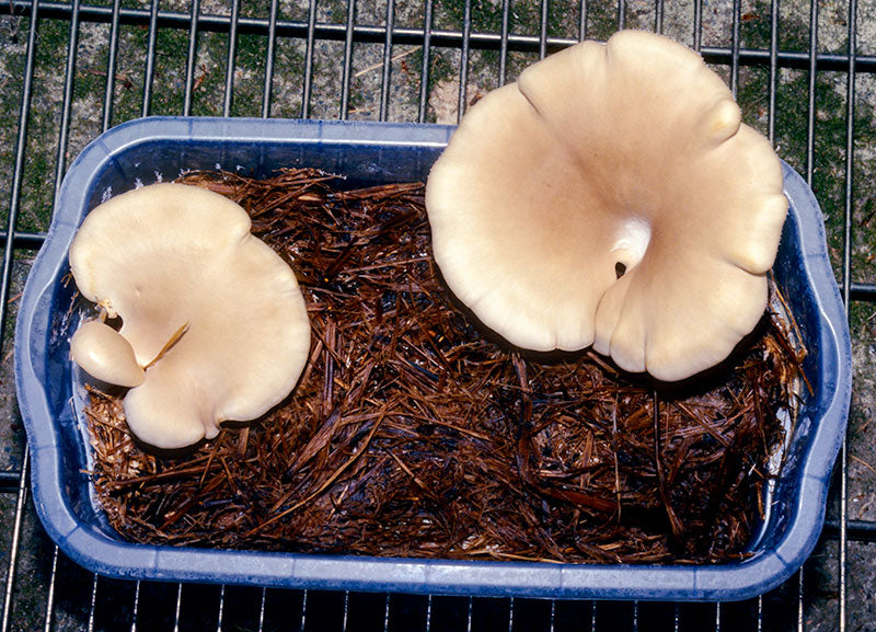 New crop of mushrooms form several weeks later