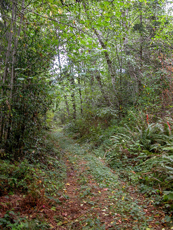 Retired Logging Road