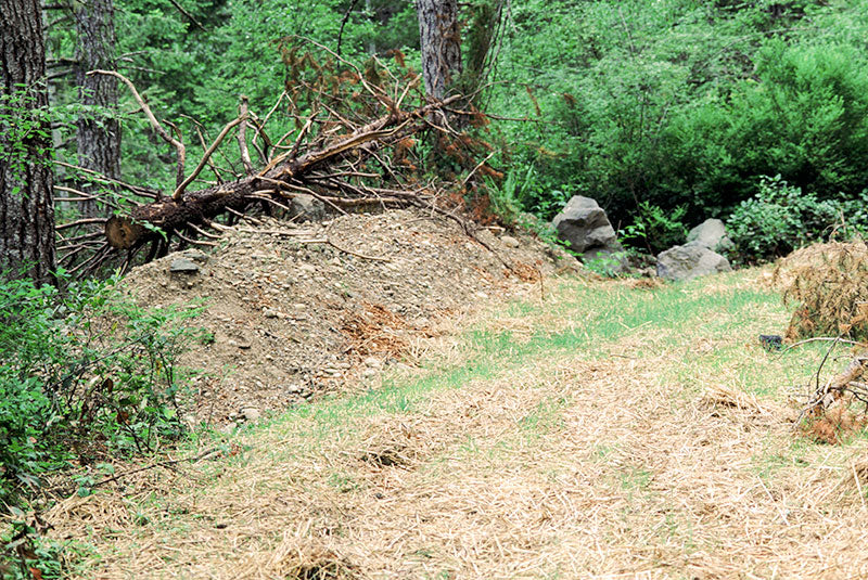 Re-Greening of Wood Chip Beds