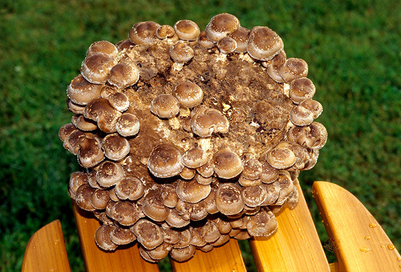 Shiitake Mushroom Patch™