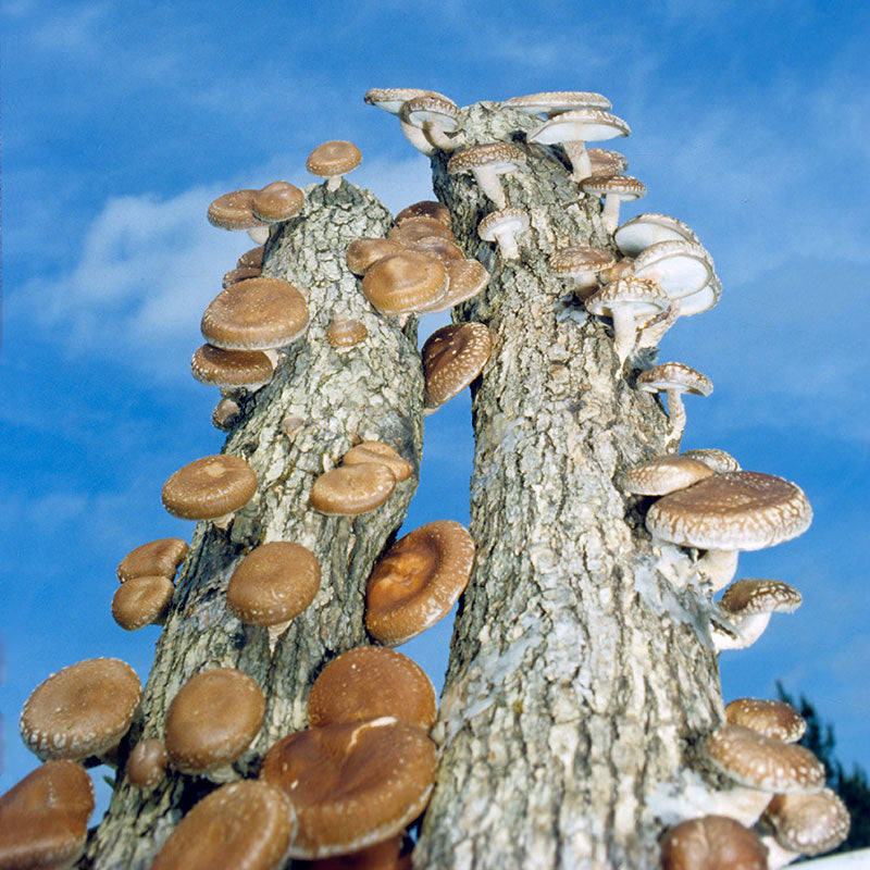 Fruiting Shiitake Logs