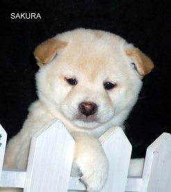 Sakura_6weeks_2