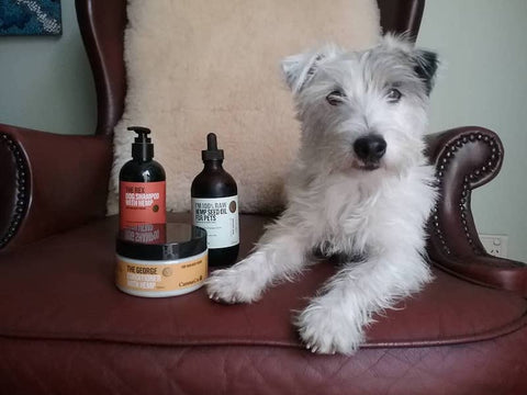 Dog With Healthy Hemp Products