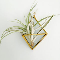 air plant