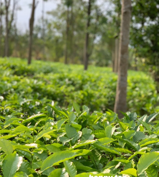 Assam Heritage tea fields
