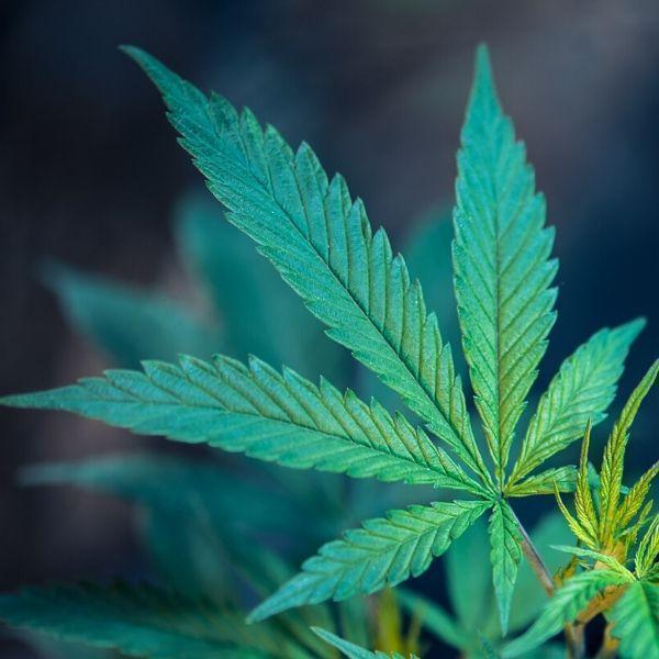 CBD 101: The difference between Hemp and Marijuana