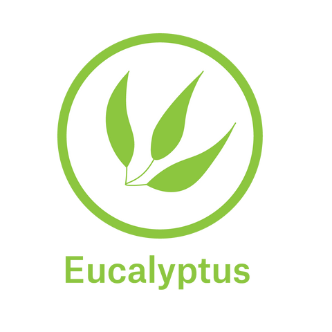 Essential Oil - Eucalyptus