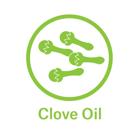 Essential Oil - Clove Oil 