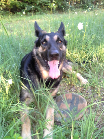 Anna - 5 year old German Shepherd