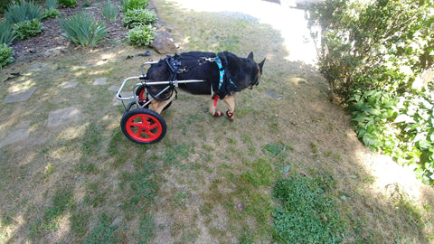 Anna - German Shepherd in her wheelchair