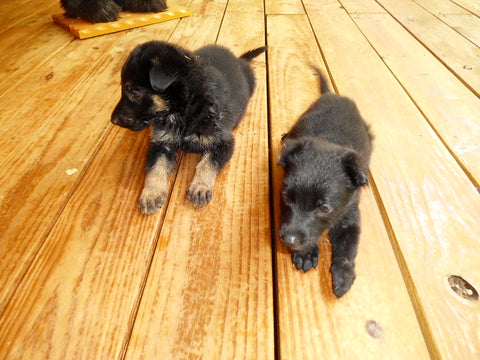 Anna - 4 month old german shepherd puppy 