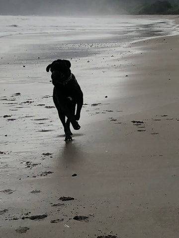 Luna the Mastiff Dog running on the beach