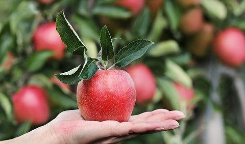 hand holding a red apple