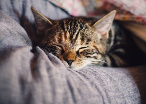 cat sleeping on bed