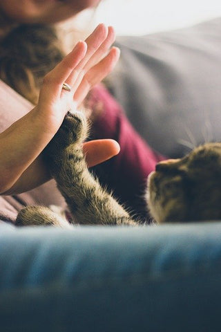 Cat paw touching woman's hand