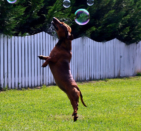 dog jumping to pop bubbles