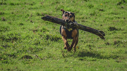 dog running with log in it's jaws