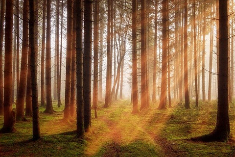 Sunlight shining through trees