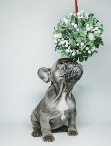 dog smelling mistletoe