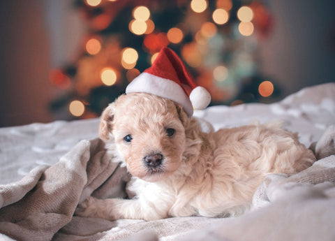 dog with Santa hat