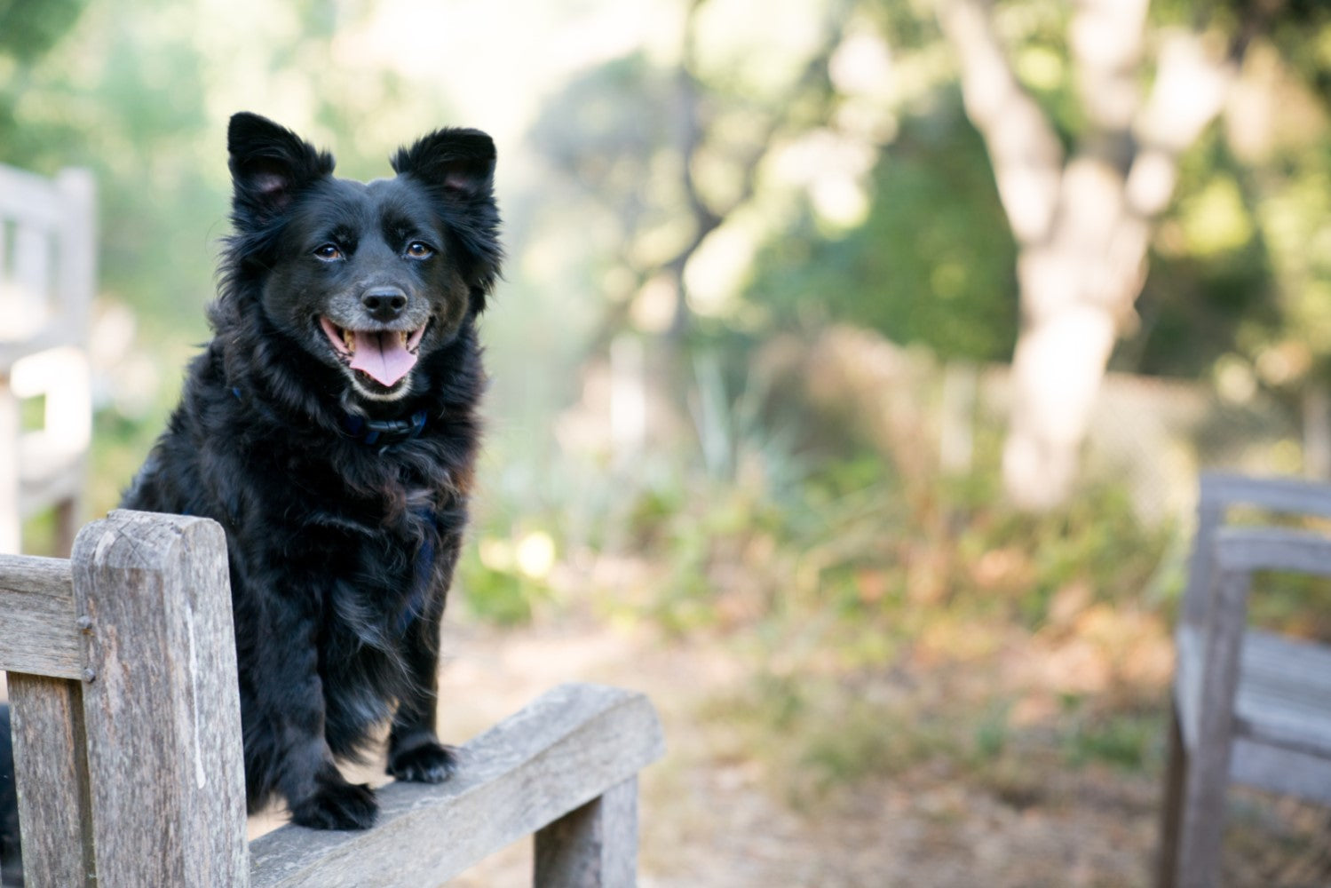 Dog standing on a fence looking at the camera