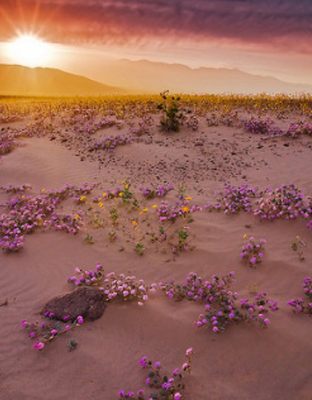 Romantic Desert