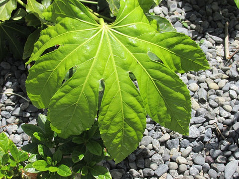 Fatsia japonica | Plants for Men