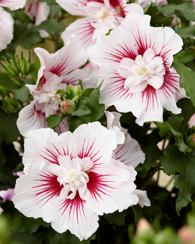 The ultra luxury of Hibiscus 'Chiffon': Plant of the Month